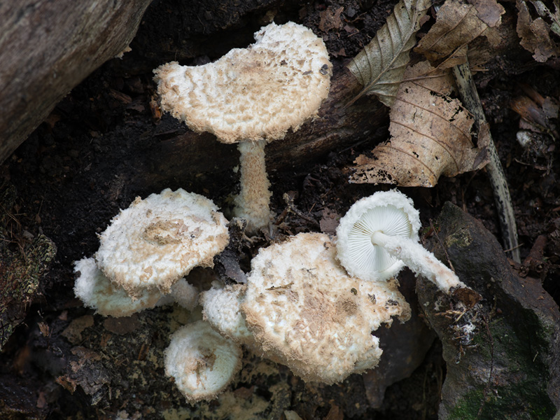 Cystolepiota pulverulenta Cystolepiota pulverulenta
